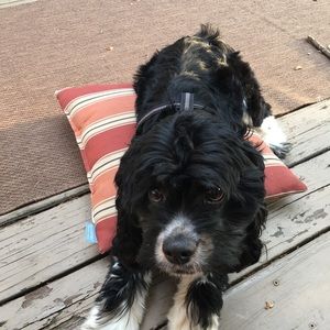 Meet your Posher, Donna